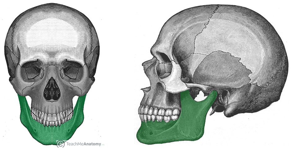 <ul><li><p>largest, strongest facial bone</p></li><li><p>only movable skull bone</p></li></ul>