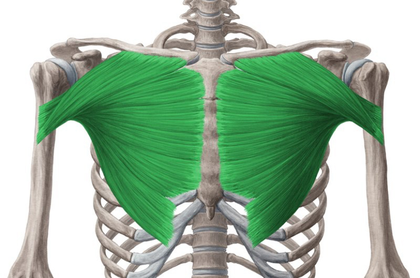 <p>Spiernaam, origo en insertie, functie</p>