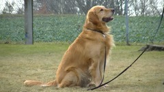 Mon chien est l'être le plus _______ que je connaisse. Il ne me quitte jamais!