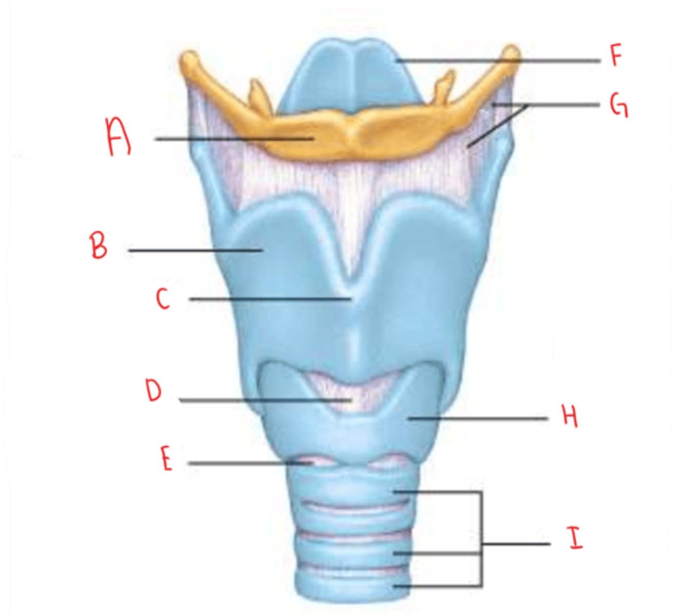 <p>identify F</p>