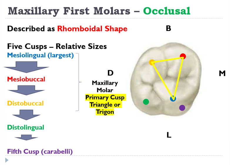 <p>mesolingual, mesiobuccal, distobuccal</p>
