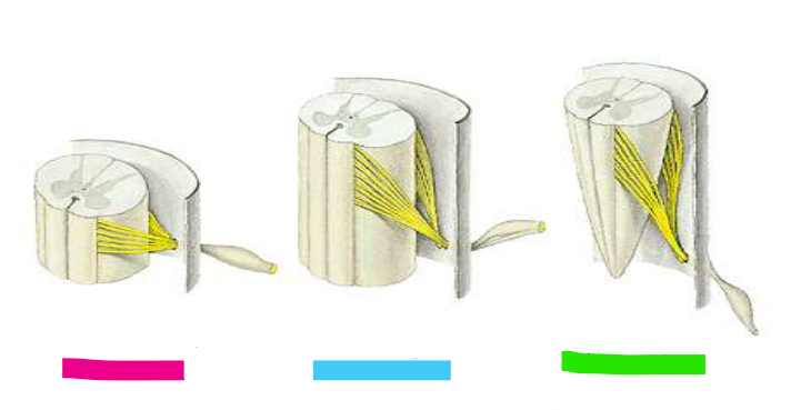 <p>unterschiedliche Nervenaufsatzpunkte</p><ul><li><p>kommt auf die höhe an</p></li></ul><p></p>