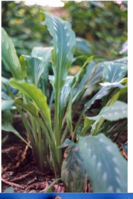 <p>Kaempferia rotunda Zingiberaceae</p>