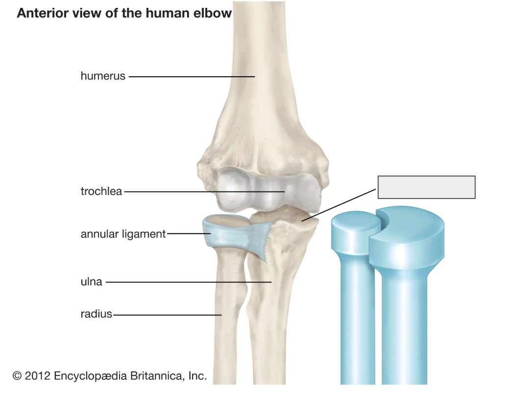 <p>name the covered bone</p>