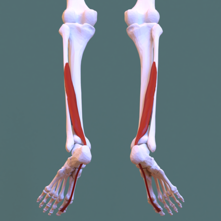 <p>Ankle, Foot, &amp; Toes Muscle Location:</p>