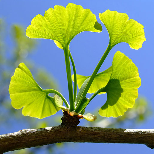 <p>Miłorząb dwuklapowy</p>