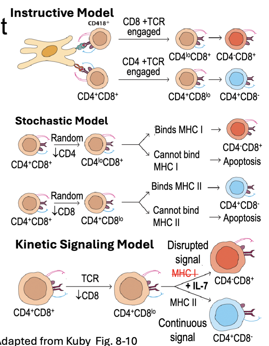 <ul><li><p><span><span>CD4 and CD8 ensure DP cells can engage with either MHC II or MHC I</span></span></p></li><li><p><span><span>Differential signaling commits DP cells to CD4 (</span><strong><span>Th-POK</span></strong><span>) or CD8 (</span><strong><span>RUNX3</span></strong><span>) program</span></span></p><ul><li><p><span><strong><span>Instructive Model </span></strong><span>– MHC restriction signals directly for cell fate</span></span></p><ul><li><p><span><span>CD4/MHCII engagement → CD4 program</span></span></p></li><li><p><span><span>CD8/MHCI → engagement CD8 program</span></span></p></li></ul></li><li><p><span><strong><span>Stochastic Model</span></strong><span> – positively selected cells randomly select CD4 or CD8 program → survival only if TCR signal maintained</span></span></p></li><li><p><span><strong><span>Kinetic Signaling Model</span></strong><span> – positively selected cells transiently downregulate CD8 → commit to CD4 if they receive continuous signal, commit to CD8 if signal interrupted (IL-7 maintains survival)  (continuous signal commits to Th-POK) </span></span></p></li></ul></li></ul><p>after positive selection down regulate CD8</p><p>Kinetic is most consistent with experimental evidence </p>