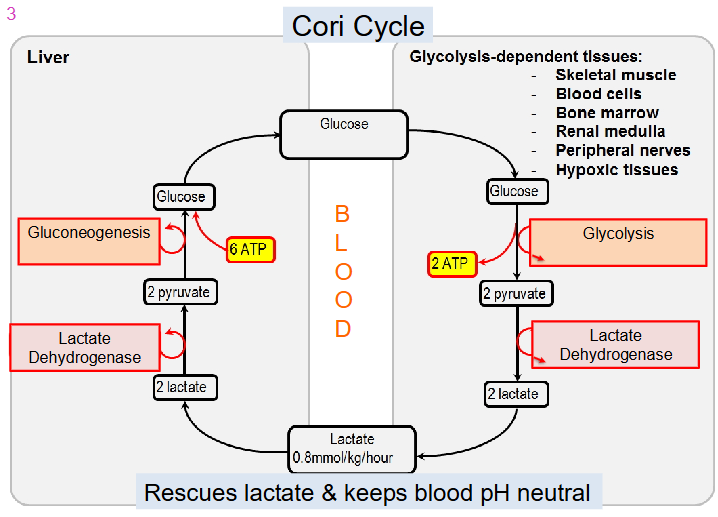 <p>Glycolysis-dependent tissues:</p><p>- Skeletal muscle</p><p>- Blood cells</p><p>- Bone marrow</p><p>- Renal medulla</p><p>- Peripheral nerves</p><p>- Hypoxic Tissues</p><p>.</p><p>- rescues lactate and keeps blood pH neutral</p><p>- muscle exports lactate, liver imports it</p><p>- lactate dehydrogenase converts lactate into pyruvate</p><p>- gluconeogenesis (requires ATP), converts pyruvate into glucose</p><p>- glucose is transported from liver to glucose dependent tissue</p>