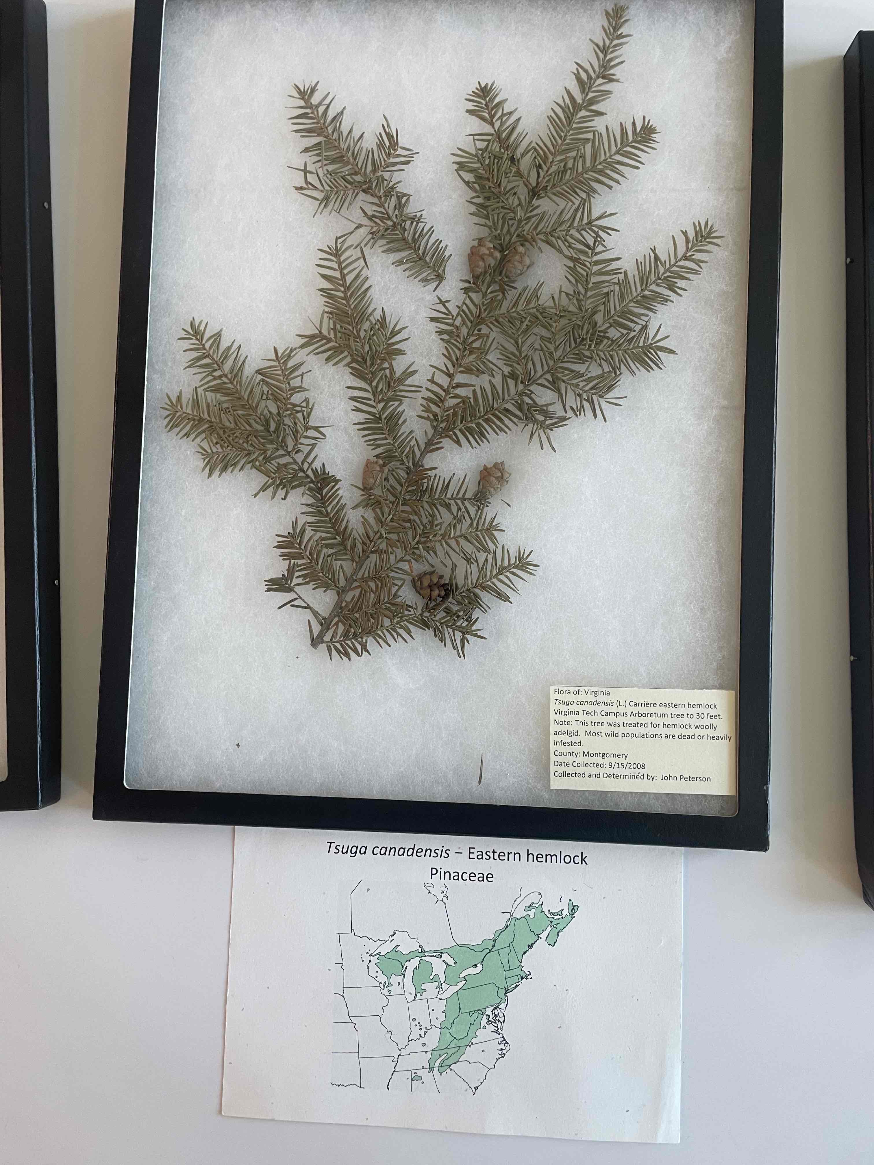 <p>Eastern hemlock</p>