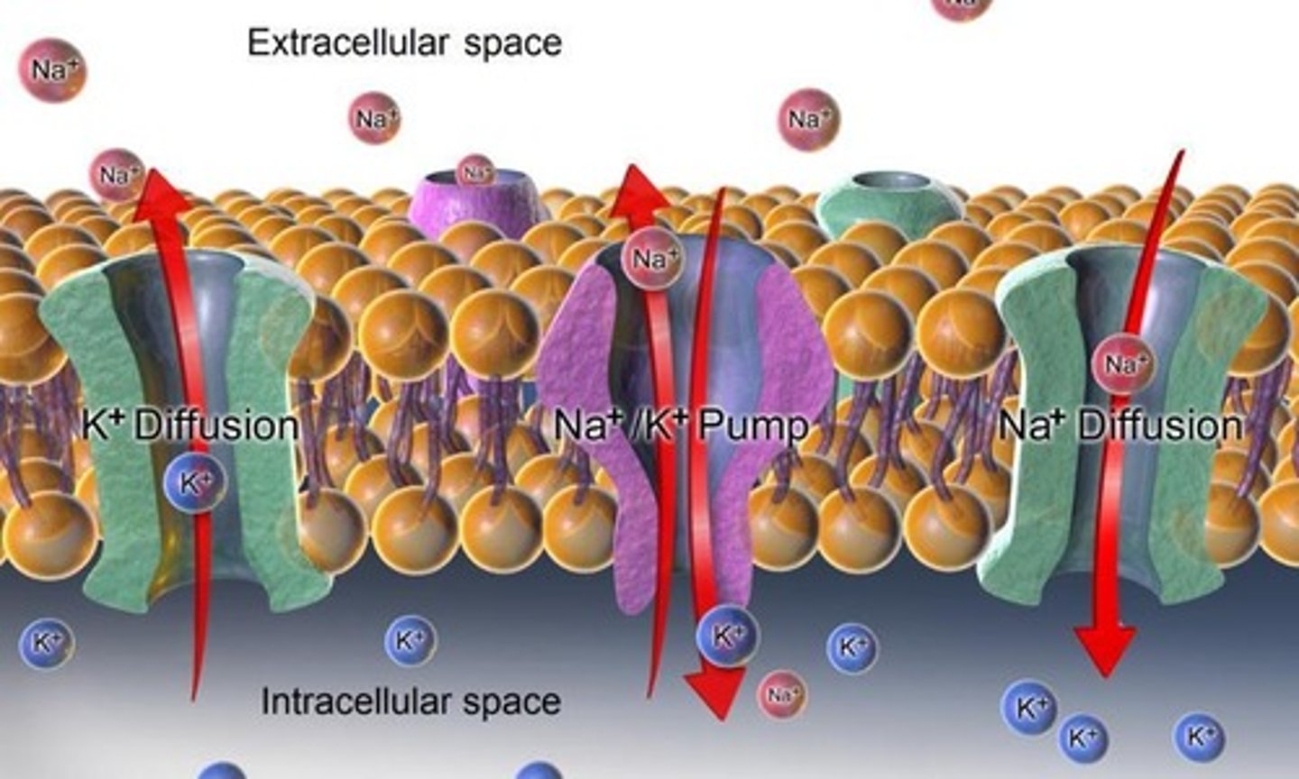 <p>Ion channels that are activated by changes in the electrical potential of the cell membrane.</p>