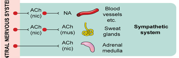 <p>Acetylcholine (ACh) binds to nicotinic (nic) receptors on the adrenal medulla, which then releases epinephrine into the bloodstream.</p>