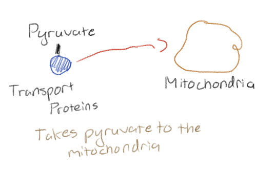 <p>By transport proteins</p>