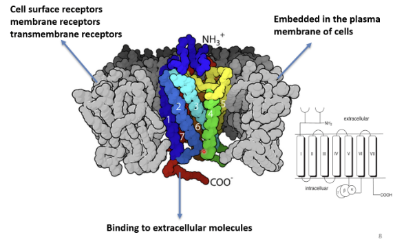<p>if the drug/ adrenaline/ noradrenaline isn’t able to fully penertrate into the cell, they can bind to the exposed part on the outside of the plasma membrane, NH₃⁺ is extracellular, COO⁻ is intracellular </p>