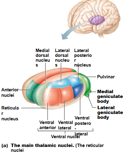 <p>(bilateral) (interthalamic)&nbsp;</p>