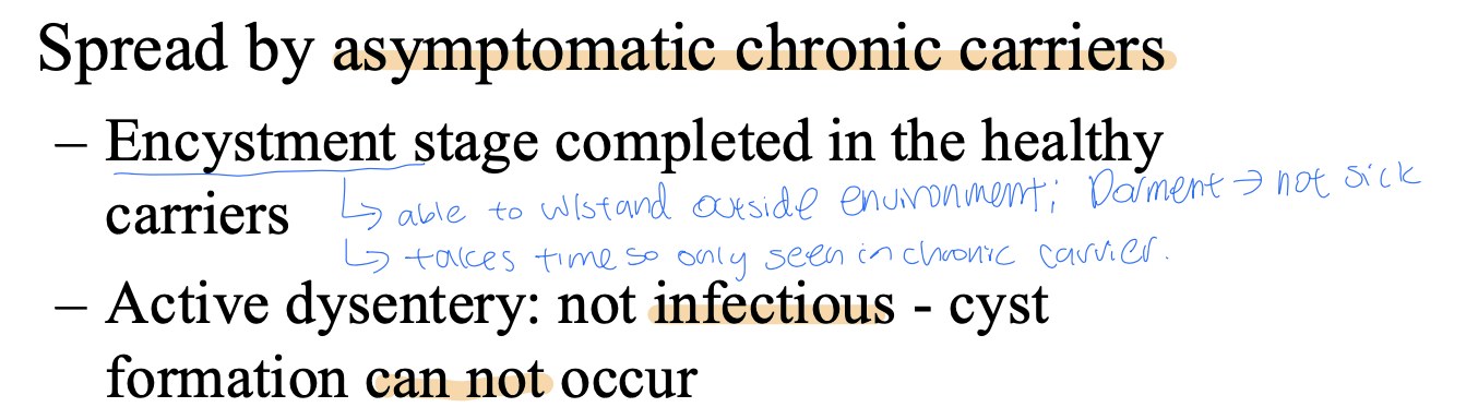 <ul><li><p>a tropoical and subtropical diseases&nbsp;</p><ul><li><p>spread in tropical more than US cuz sewage used as fertilizers in tropical</p></li></ul></li><li><p>Spread: refer to pic</p></li></ul><p></p>