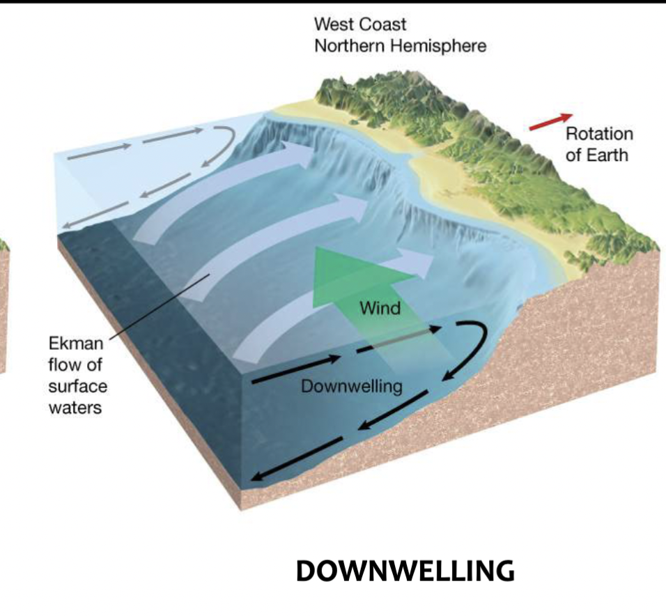 <p>Downward movement of surface water to deeper parts of ocean</p>