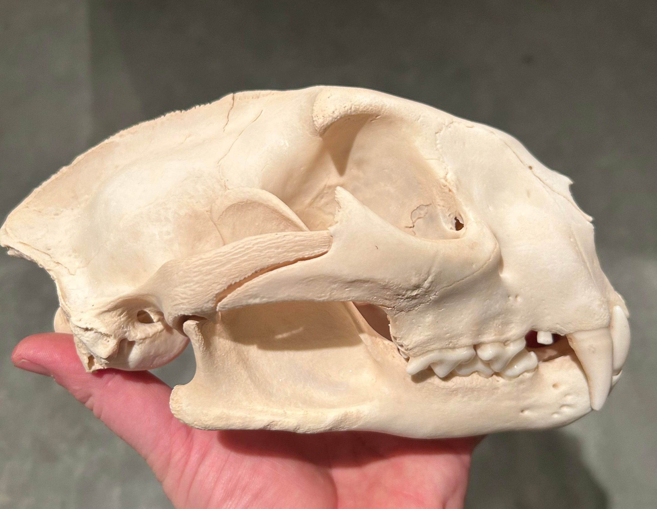<p><u>Skull</u>: noticeably broad and short with high, arched forehead region</p>