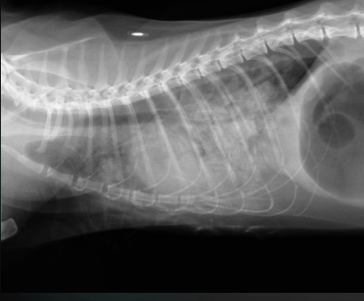 <p>What are the radiographic findings in a cat?</p><p>Diagnosis?</p>