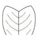 <p>What leaf tip is this?</p>