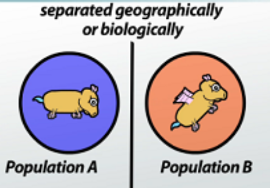 <p><span><span>the evolutionary process through which new biological species arise from existing species. This process often occurs when populations of the same species become isolated and undergo genetic changes over time, leading to the development of distinct characteristics that prevent interbreeding. </span></span></p>