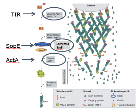 <p></p><ul><li><p>TIR → important for initiating actin polymerization at the site of bacterial entry </p></li><li><p>SopE (salmonella) → activates Rac/CDC42 signaling pathway → leads to actin polymerization via N-WASP → drives internalization of salmonella </p></li><li><p>ActA (listeria) → this protein produced by listeria mimics WAVE complex → activating ARP2/3 → leads to actin polymerization </p></li><li><p>m marinum also uses actin tails to spread around cells</p></li></ul><p></p>