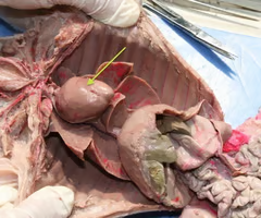 <p>What is the arrow pointing to? What’s it function? </p>