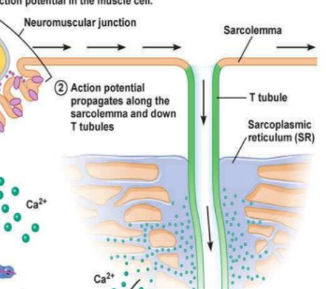 <p>The action potential triggers the sarcoplasmic reticulum to release Calcium</p>