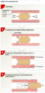 peristalsis 