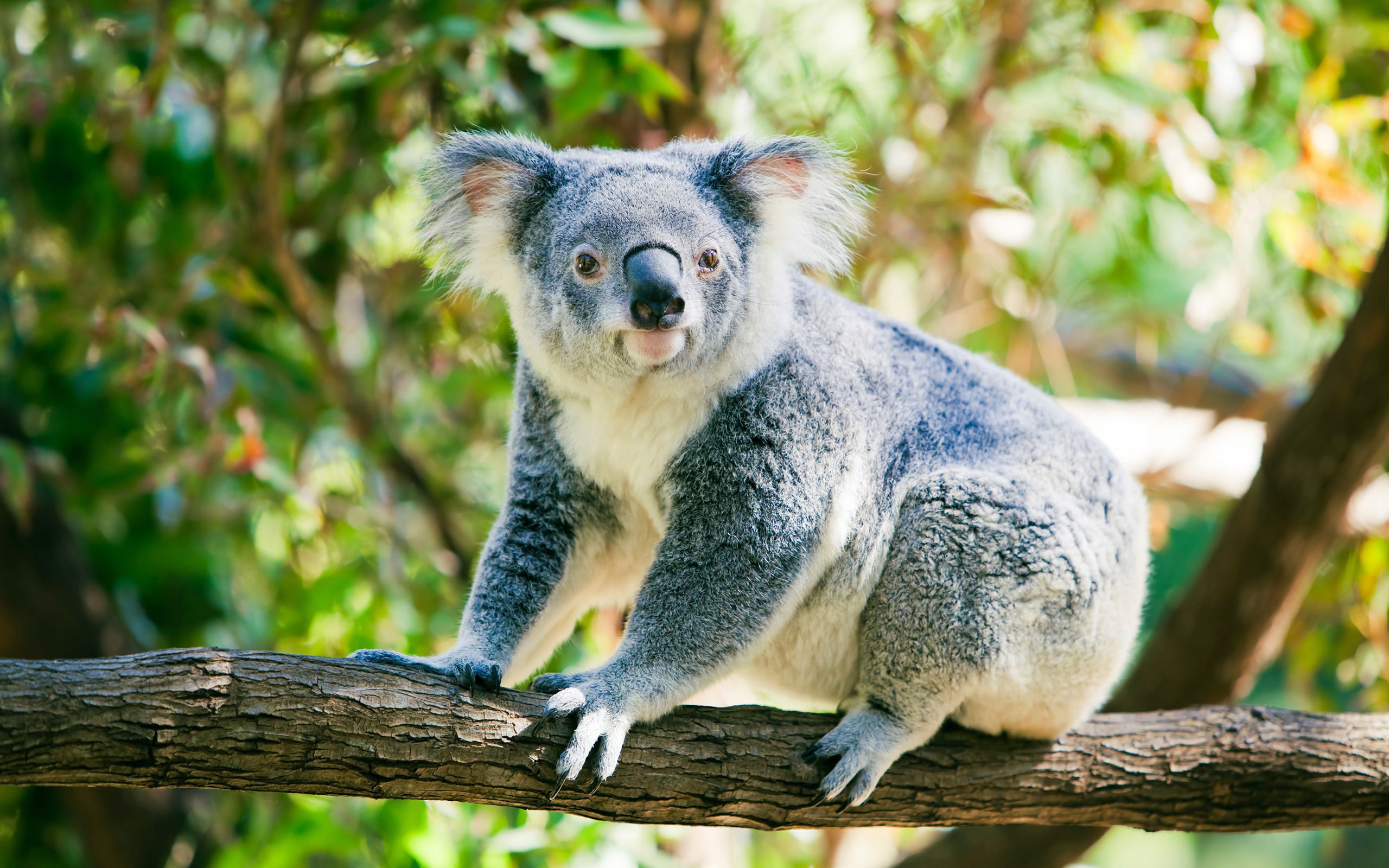 <p>Koala</p>