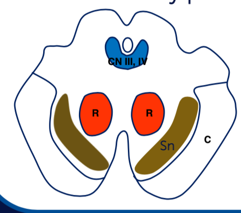 <p>What is structure C? What is responsible for? </p>