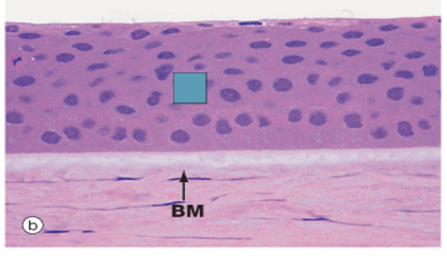 <p>Identify the layer of the cornea</p>