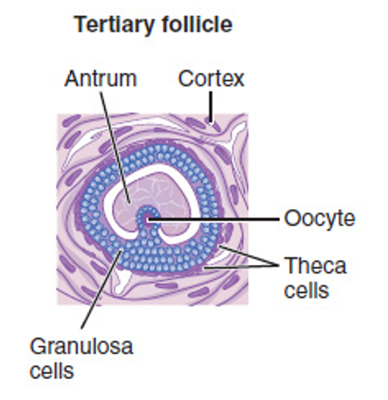 <p><mark data-color="yellow">Female reproductive cycle: follicle maturation</mark></p><p>Can you label, describe and explain what this diagram is/shows?</p>