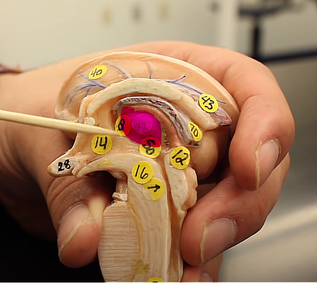 <p>brain organization pg.~434</p><p>what is this structure</p>