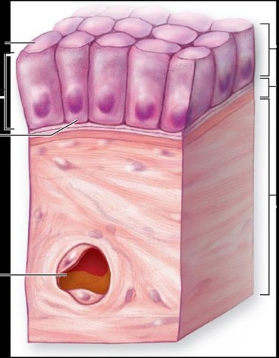 <p>Secretion of mucus and movement by cilia; lining of uterine tubes.</p>