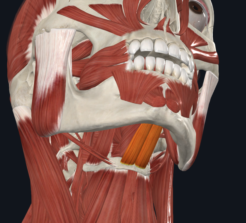 <p><strong>Nombre alterno: X</strong></p><p><strong><mark data-color="yellow" style="background-color: yellow; color: inherit">Origen: </mark></strong><mark data-color="yellow" style="background-color: yellow; color: inherit">Apófisis geni inferior de la mandíbula</mark></p><p><strong><mark data-color="blue" style="background-color: blue; color: inherit">Inserción: </mark></strong><mark data-color="blue" style="background-color: blue; color: inherit">Hioides</mark></p><p><strong><mark data-color="red" style="background-color: red; color: inherit">Acción: </mark></strong><mark data-color="red" style="background-color: red; color: inherit">Eleva Hioides o débil abatidor de la mandíbula (dependiendo del punto fijo)</mark></p><p><strong><mark data-color="purple" style="background-color: purple; color: inherit">Inervación: </mark></strong><mark data-color="purple" style="background-color: purple; color: inherit">Nervio C1 del nervio espinal por medio del Nervio Hipogloso</mark><strong><br><mark data-color="green" style="background-color: green; color: inherit">Relaciones: X</mark></strong></p><p><strong>Notas:</strong></p><p>Suprahioideo</p>