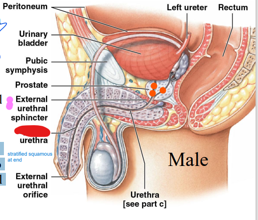 Males
________
urethra: through 
prostate gland (orange)