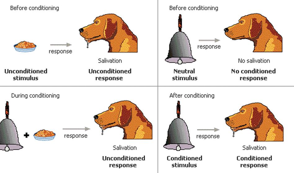 <p>Classical Conditioning</p>