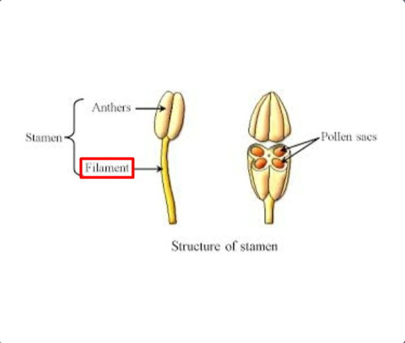 <p>Filament</p>