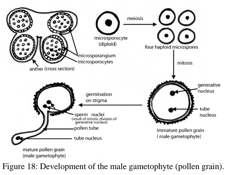 <p>Sexual reproduction in Flowering plants - Development of the male gametophyte - Microsporangium</p>