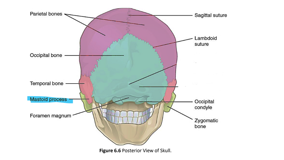 <p>mastoid process</p>