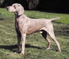 <p>Origin: Germany</p><p>Height range: 22-27 in</p><p>Weight range: 55-90 lb</p><p>Life span: 12-13 years</p>