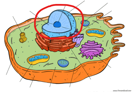 <p>storage site of DNA and genetic info, controls cell’s activities, contains nucleolus that manufactures ribosomal subunits</p>