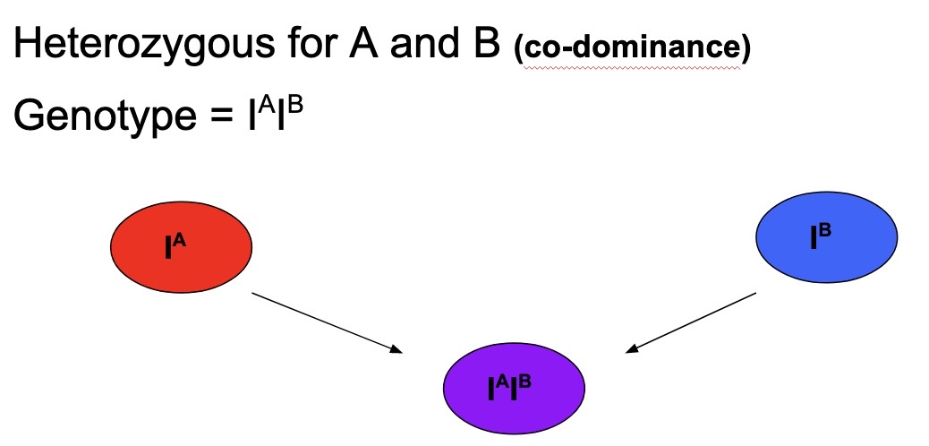 <p>Codominance is an inheritance pattern where both alleles in a heterozygous individual are fully expressed, without blending or dominance.</p><p>In the case of blood types, there are 3 alleles. 2 are dominant (A, B) and one is recessive (O). If an individual is heterozygous for A and B alleles, their phenotype becomes an <strong>AB blood type</strong>. In this case, both A and B antigens are present on the red blood cells. No blending occurs - they are both expressed fully.</p><p>The notation for codominant alleles uses an index letter, just like incomplete dominance. See image for examples.</p>