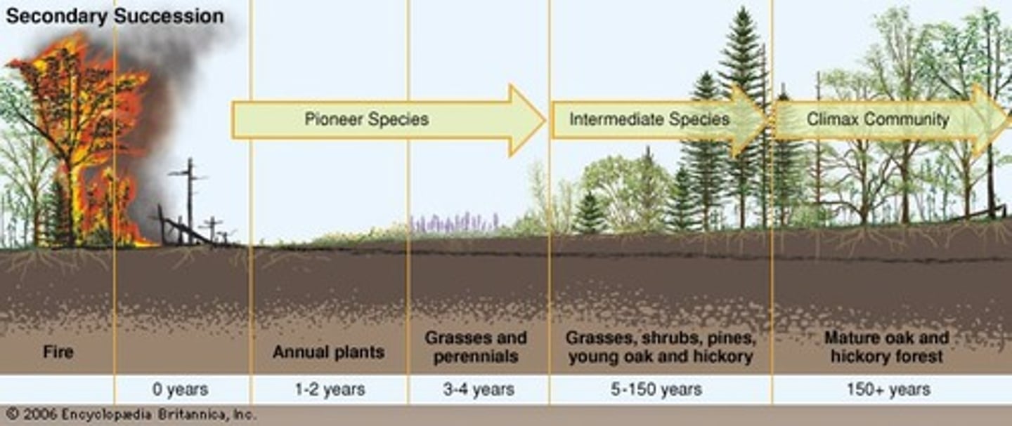 <p>This occurs when land that has already sustained life is suddenly altered. This may be the result of land clearance for agriculture or a forest fire. The process by which the ecosystem returns to its climax community is the same as in primary succession, however it occurs more rapidly because soil already exists in which spores and seeds often remain alive, and there is an influx of animals and plants through dispersal and migration from the surrounding area. Because the land has been altered in some way, some of the species in the climax community will be different.</p>
