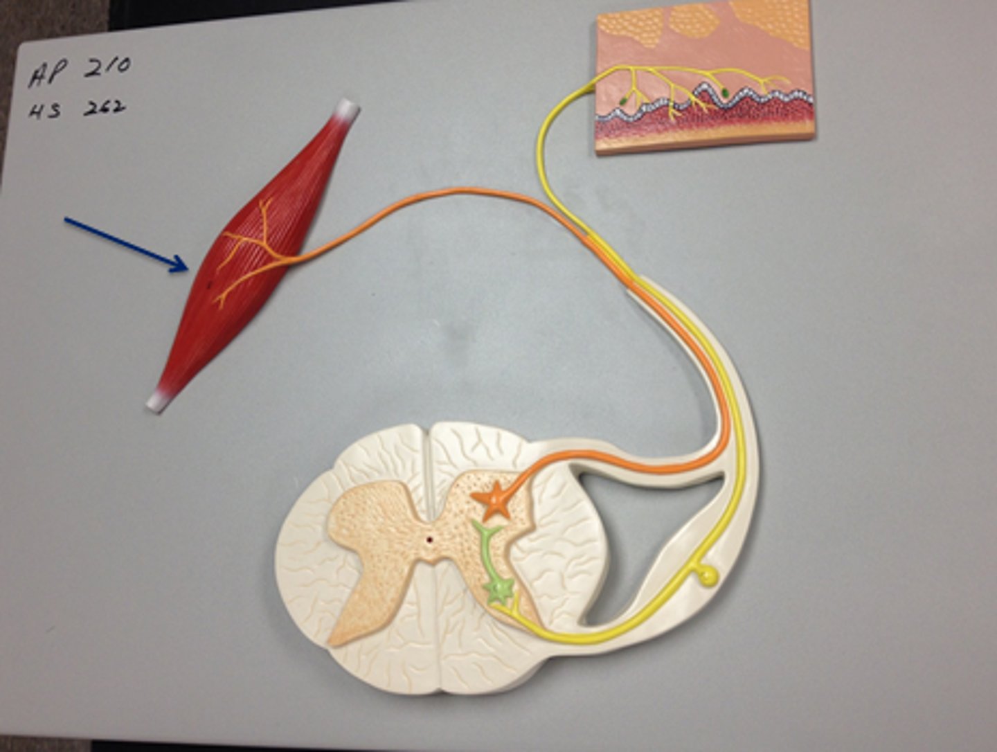 <p>muscle or gland that responds to the efferent impulse</p>