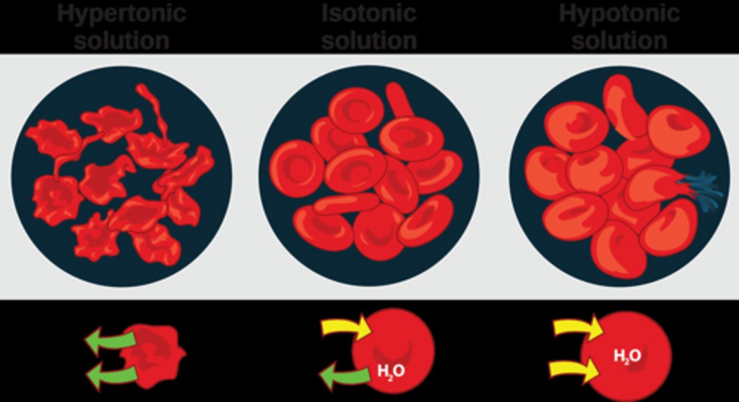 <p>They tend to shrink due to the loss of water.</p>