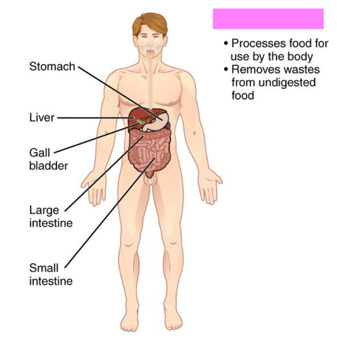 <p>Digestive System</p>