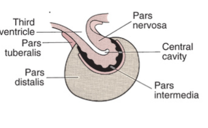 <p><u>strictly endocrine</u></p><ul><li><p>pars distalis</p></li><li><p>pars intermedia</p><ul><li><p>a tissue section that separates the posterior pituitary from the anterior lobe. it marks the boundary between the two pituitary lobes.</p></li></ul></li></ul><ul><li><p>pars tuberalis</p><ul><li><p>wraps around the pituitary stalk</p></li></ul></li></ul><p><u>strictly neuroendocrine (neurohormones)</u></p><ul><li><p>pars nervosa (associated with posterior pituitary)</p></li></ul><p></p>