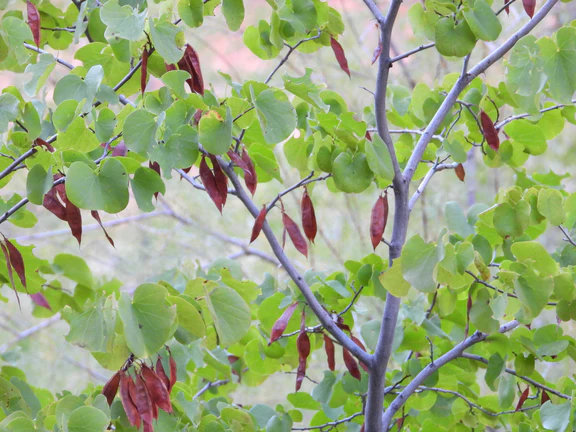 <p>Western redbud</p>