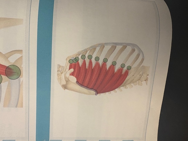 <p>Serratus Anterior</p>